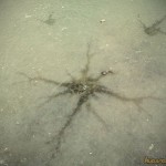 jégcsillag